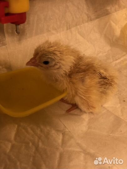 Яйца инкубационные Доминант папа Леггорн