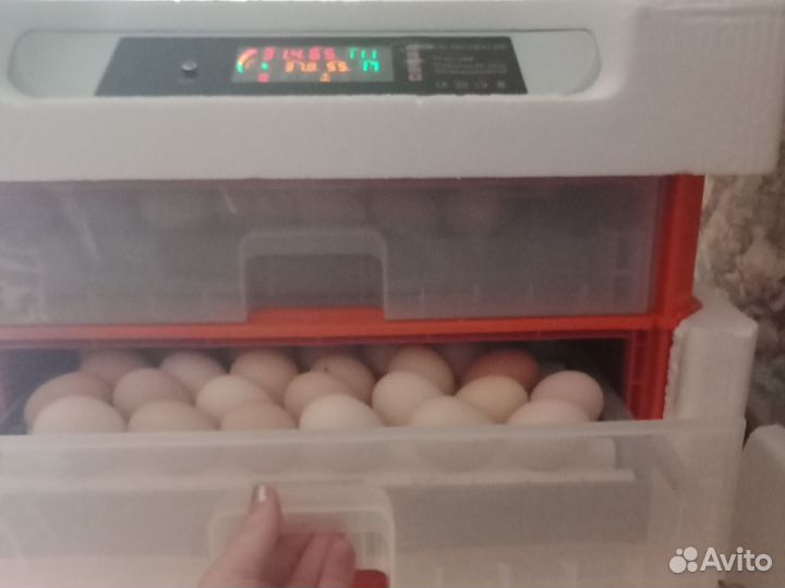 Инкубатор для яиц автоматический