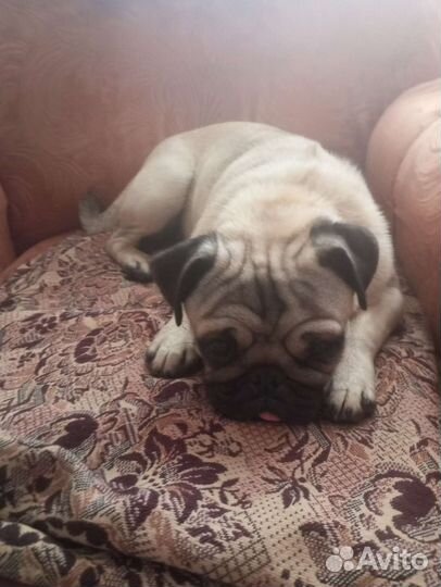 Щенки мопса