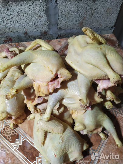 Куры домашние самовызов