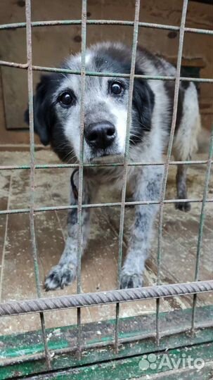 Собака из приюта. Помощь приюту