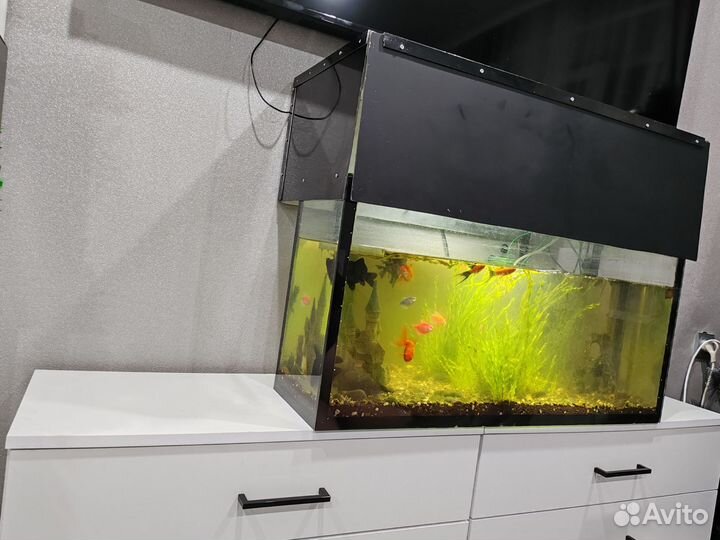 Аквариум с рыбками