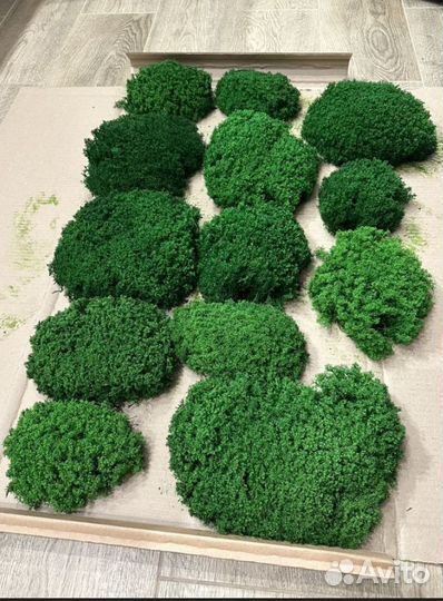 Стабилизированный мох для декора стен дизайн