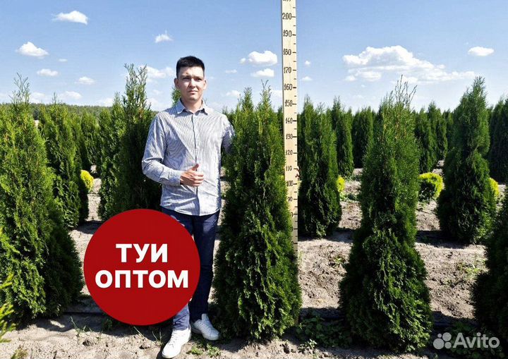 Туя смарагд рост 197,5 см /опт 150 шт
