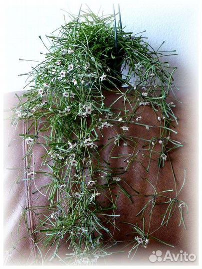 Хойя Ретуза