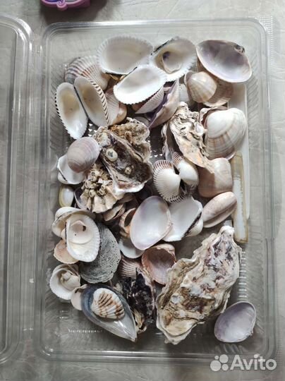 Морские ракушки раковины