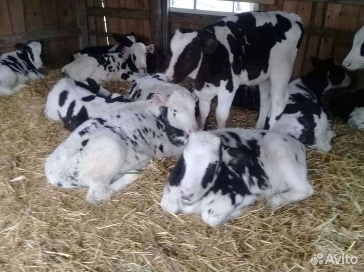 Бычки и телята