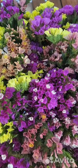 Статица сухоцвет. кермек