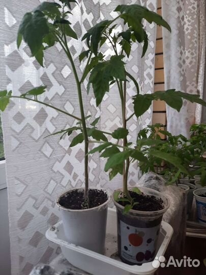 Рассада помидоров