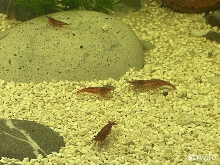 Аквариумные креветки