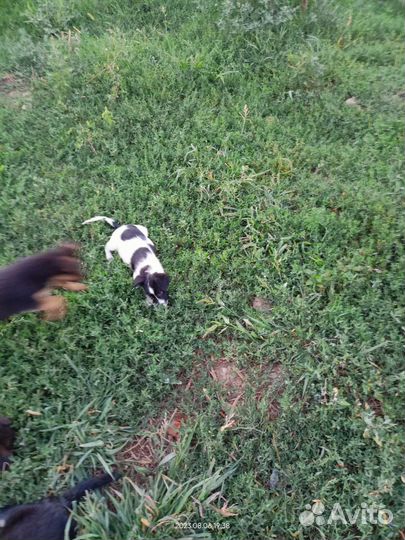 Щенок- Ягоза