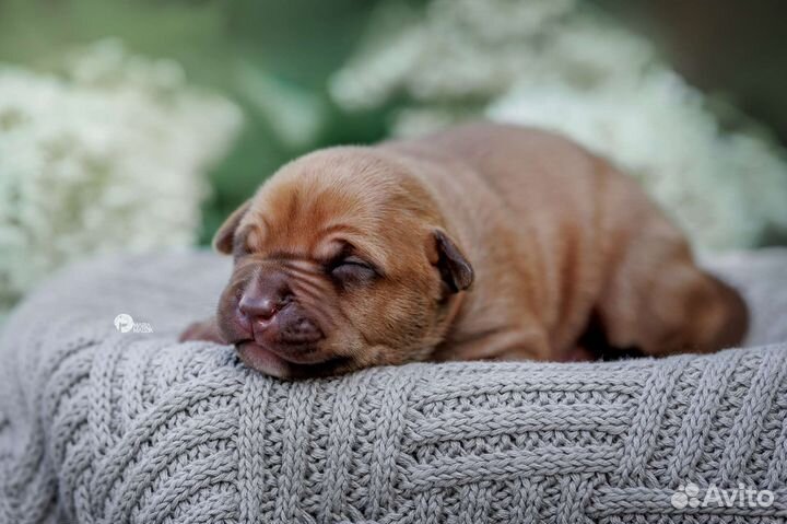 Щенки Питбуля