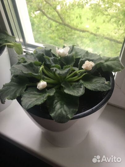 Фиалки белые