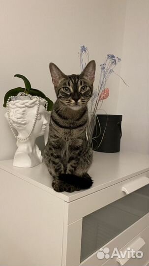 Передержка кошек