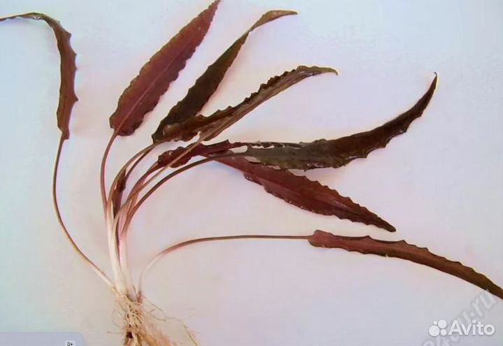 Растения для аквариума