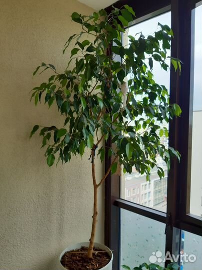 Фикус бенджамина большой