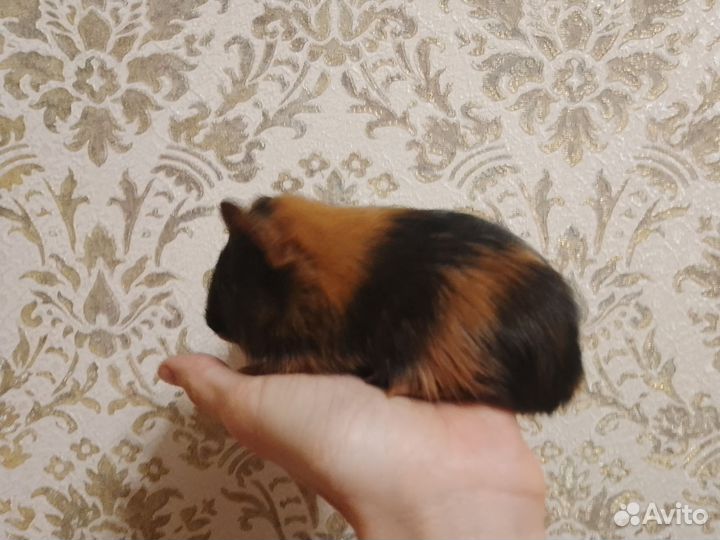 Морская свинка