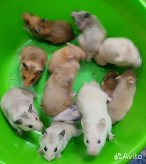 Хомячки сирийские подарочные,есть новые клетки