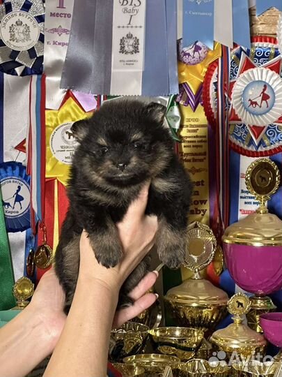 Померанский шпиц