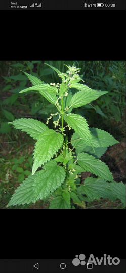 Саженцы крапивы