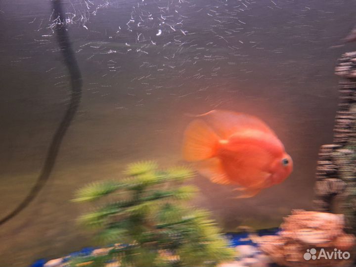 Аквариумная рыба попугай