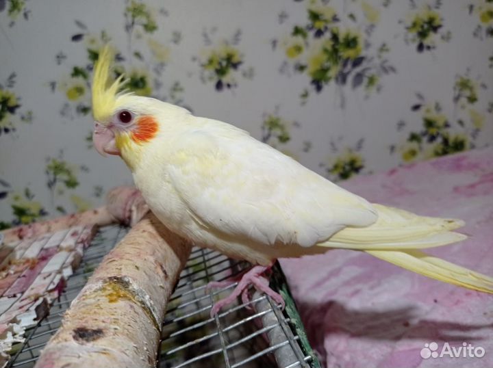 Корелла птенцы