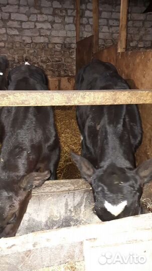 Бычки,Бычки,Бычки