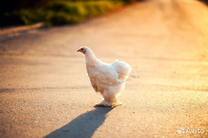 Объектив Nikon 85mm f/1.4D IF AF Nikkor