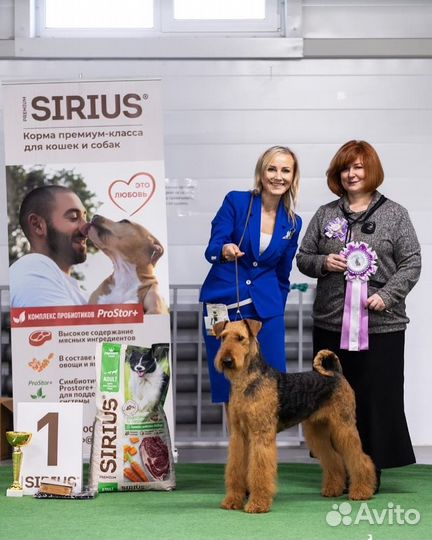 Услуги хендлера