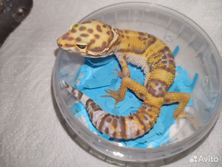 Малыши эублефары самцы