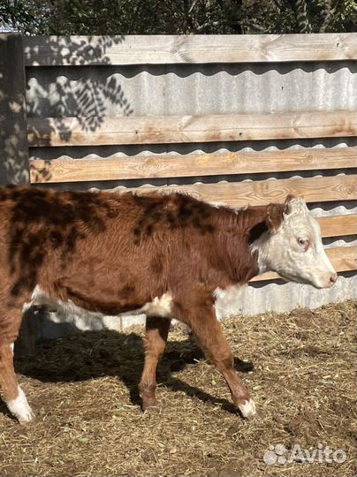 Бычки телки