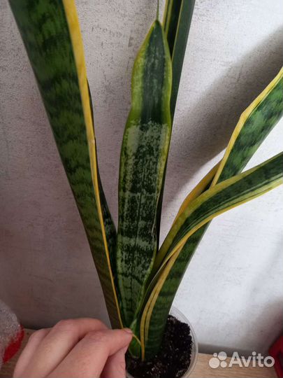 Сансевиерия лауренти