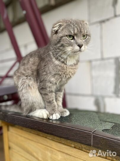 Кошка