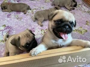 Щенки мопса