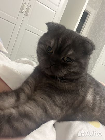 Шотландский вислоухий кот для вязки