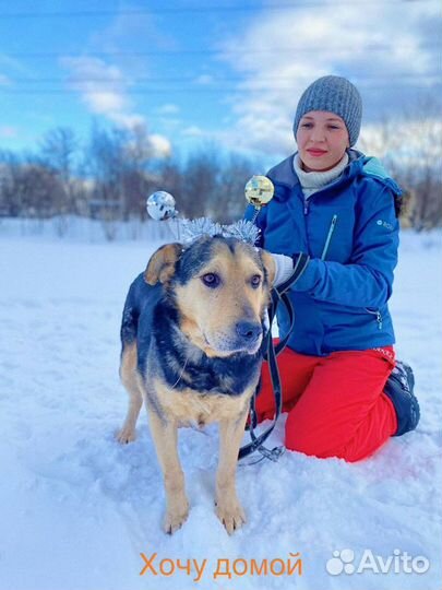 Замечательный пес мудрый ласковый дружелюбный ко в
