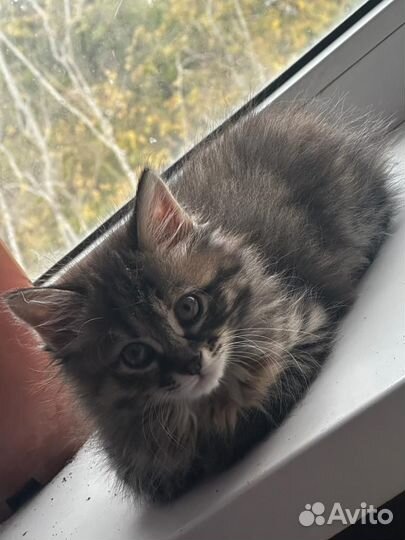 Курильский бобтейл