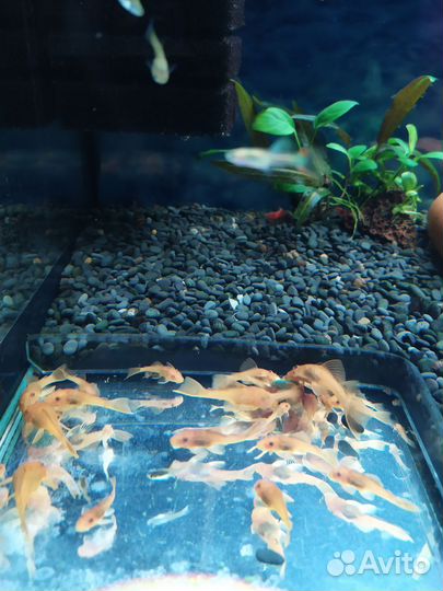 Сомики анциструсы супер ред