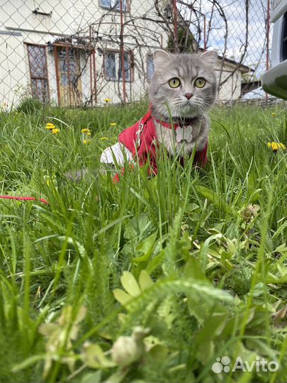 Кошечка на вязку