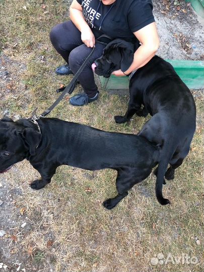 Щенки кане корсо