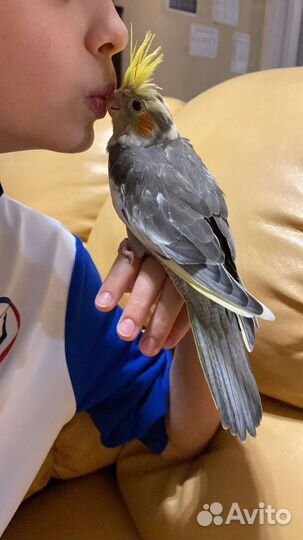 Попугай корелла птенцы