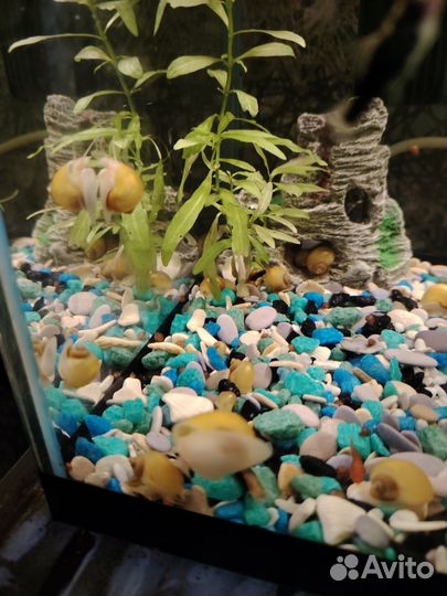 Улитки ампулярии