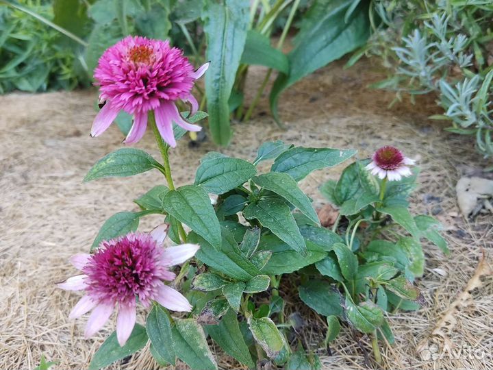 Эхинацея Баттерфляй Киссес