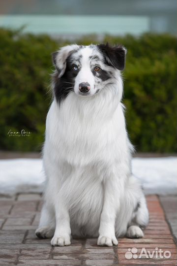 Кобель аусси для вязки