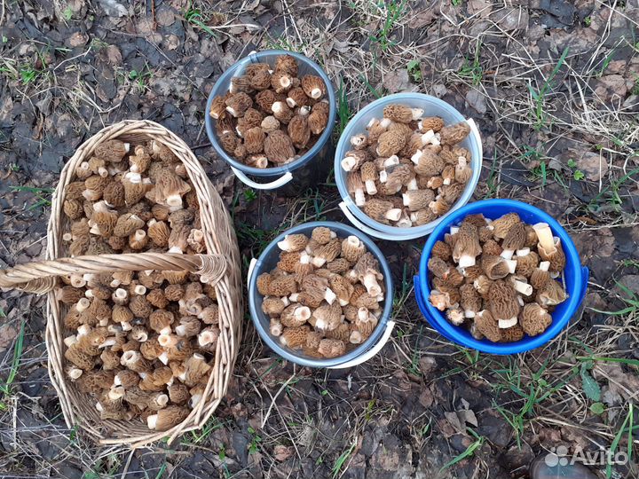 Грибы сморчки свежие, сушеные