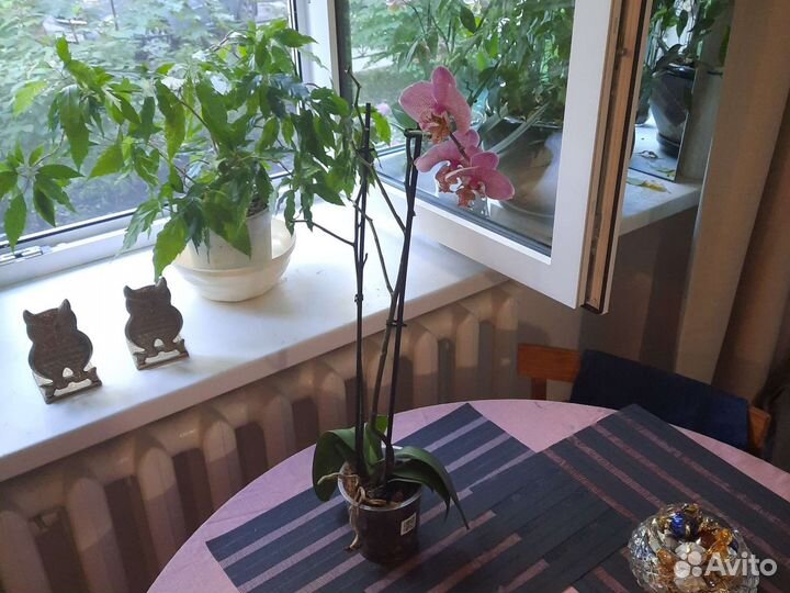 Орхидея фаленопсис Манхэттен