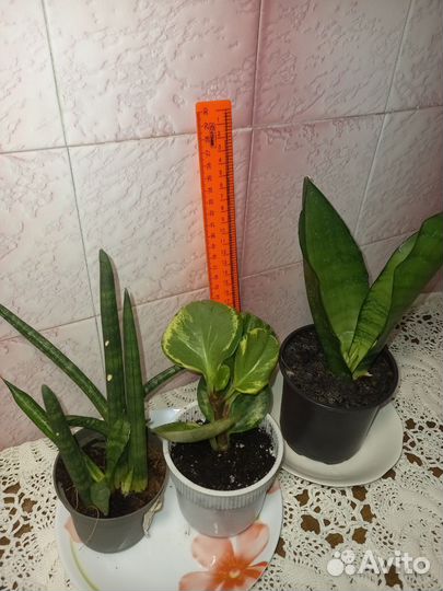 Комнатные растения излишки