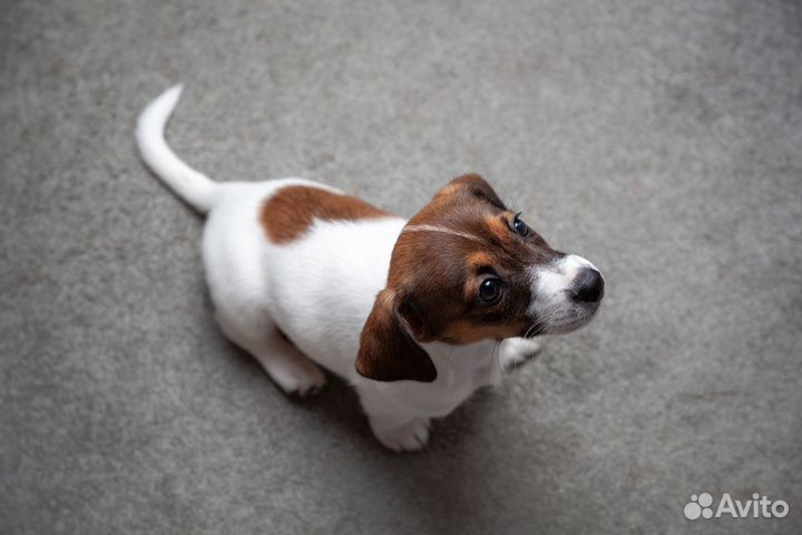 Фотограф - анималист