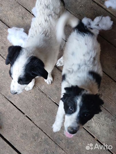 Собака в добрые руки щенок