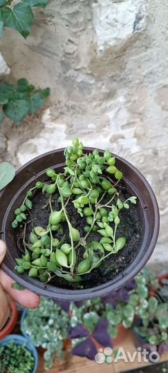 Крестовник Роули